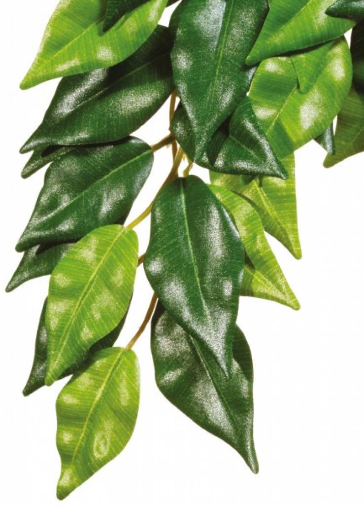 Exo Terra Rainforest Hanging Plants Ficus